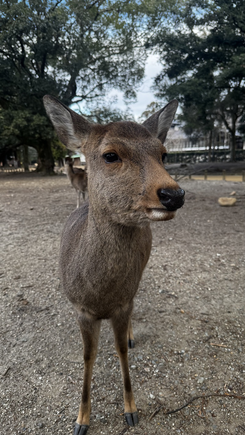 Nara Deer